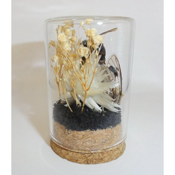 Hornet Wasp Nest Blowflies Cicada Wing Oddity Dome curiosity insect taxidermy - Picture 16 of 16